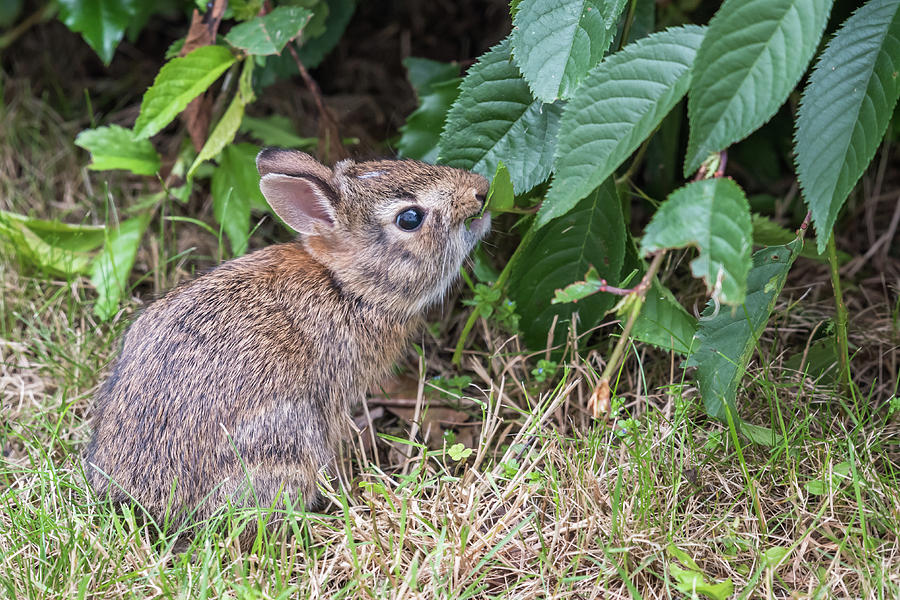 Baby Bunny Eating Leaf Photograph by Terry DeLuco