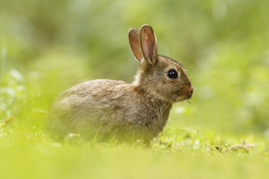 Baby Bunny Having Lunch Photograph By Roeselien Raimond 