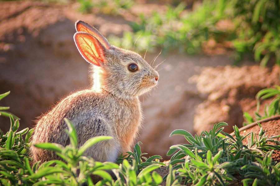 Baby Bunny III Photograph by John De Bord