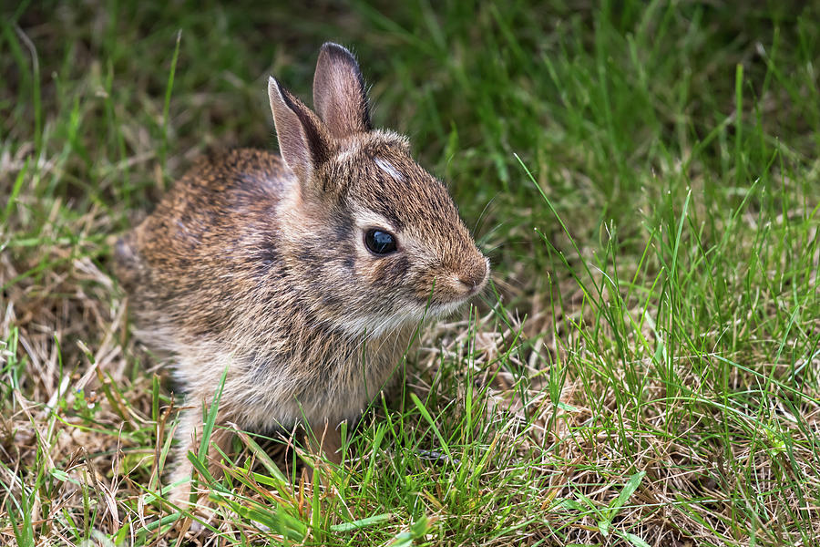 Baby Bunny In Grass Photograph