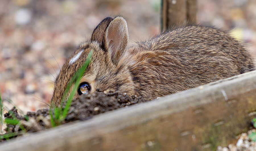 Baby Bunny named Flash Photograph by Timothy Anable