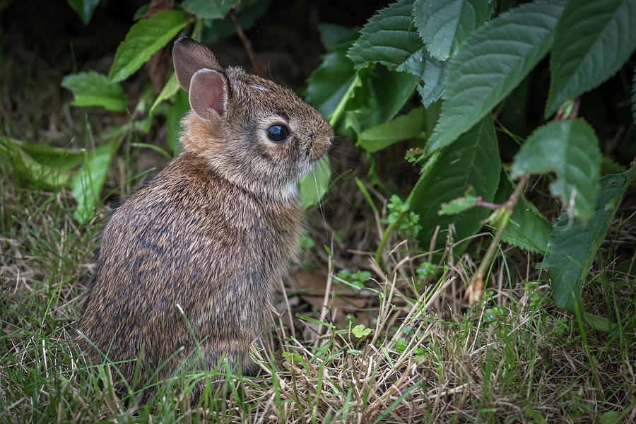 Baby Bunny Side Portrait  Photograph by Terry DeLuco