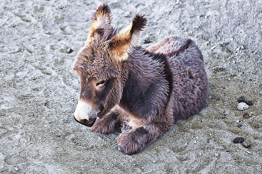 Baby burro Photograph by Tatiana Travelways