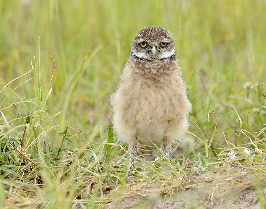 Baby Burrowing Owl Photograph by Keith Lovejoy
