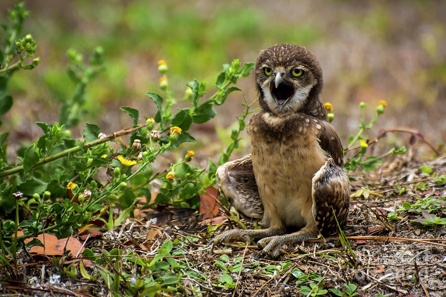 Baby burrowing owl Photograph by Quinn Sedam