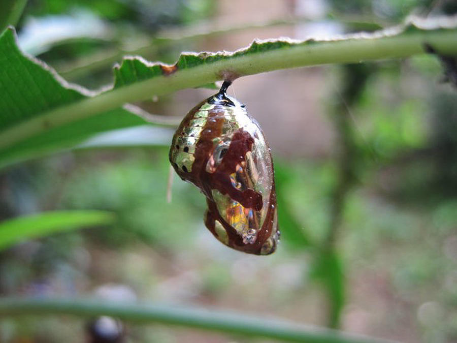 Baby Butterfly Photograph by Pankaj Narvekar