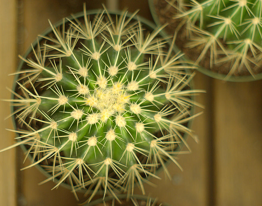 Baby Cacti Starburst Design Photograph by Suzanne Powers