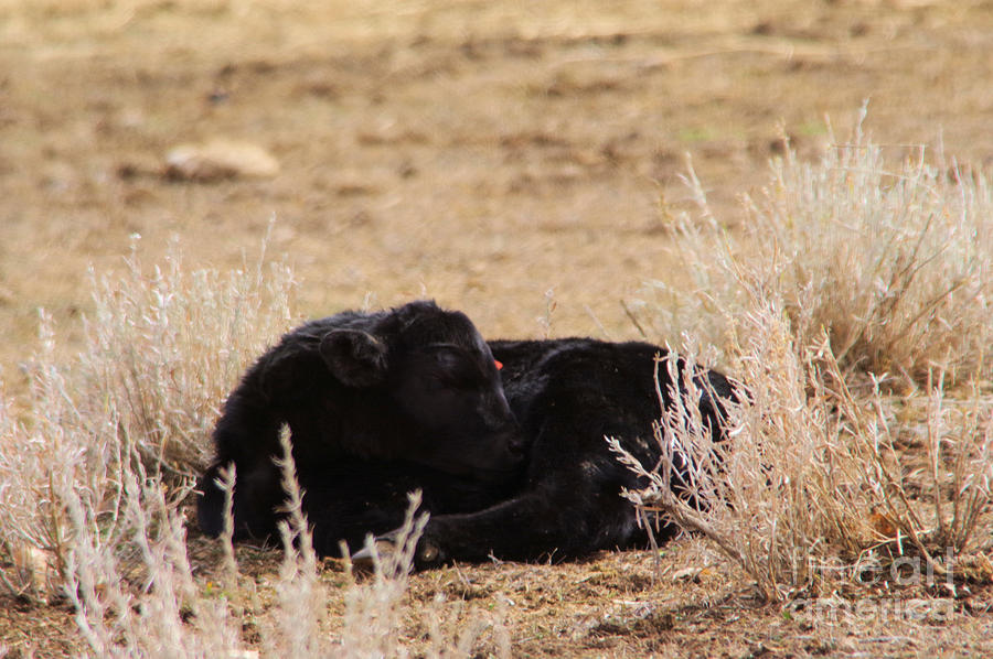 Baby calf Photograph by Jeff Swan