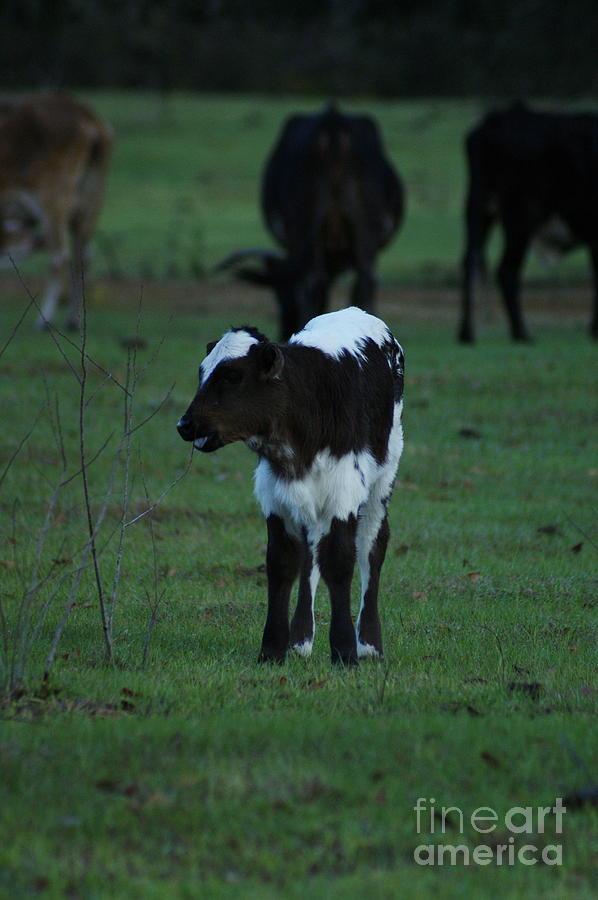 Baby Calf Photograph by Theresa Cangelosi