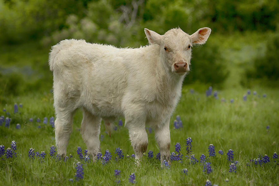 Baby Calf with Bluebonnets Photograph by Debby Richards