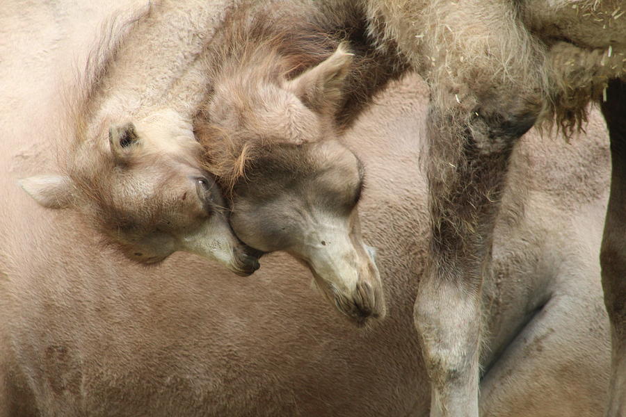 Baby Camels Photograph by Jean Wolfrum