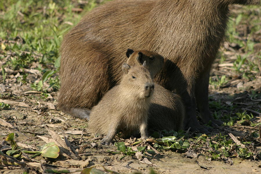 Baby Capybaras Photograph by Milton Cogheil