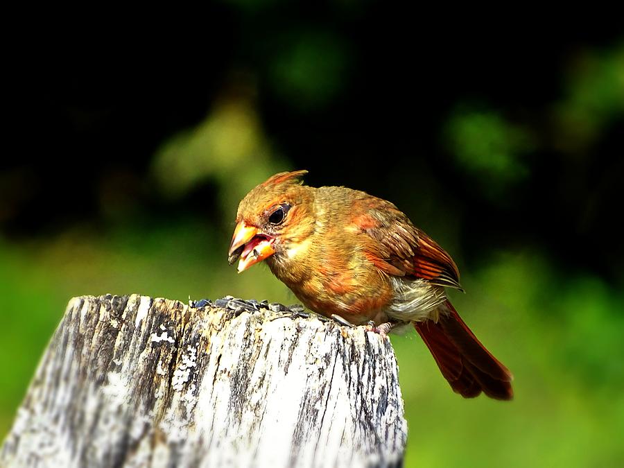 Baby Cardinal Photograph by Lilia D