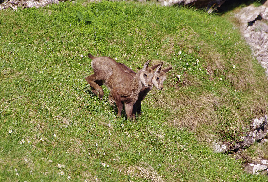 Wildlife Photograph - Baby Chamois In Nature by Ioan Panaite
