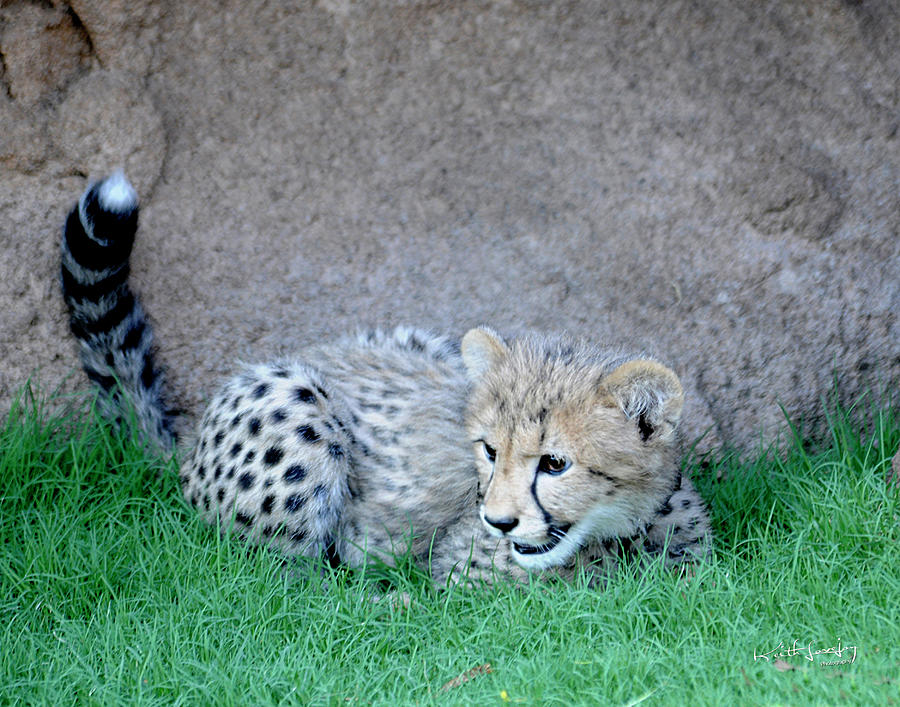 Baby Cheetah at Play Photograph by Keith Lovejoy