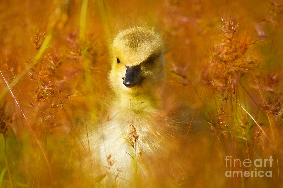 Baby Chick - Painting Painting by Sue Harper - Pixels