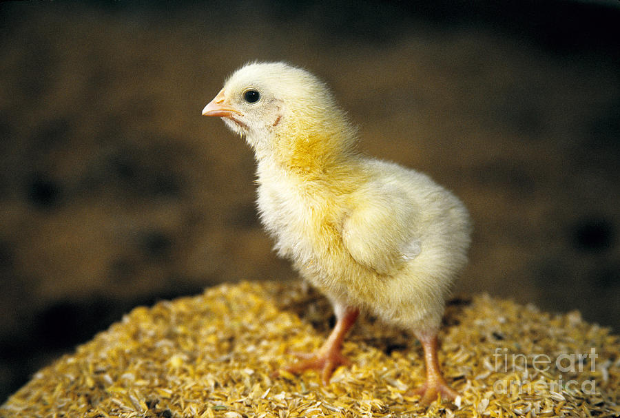 Baby Chick Standing On Wood Chips Photograph by Inga Spence