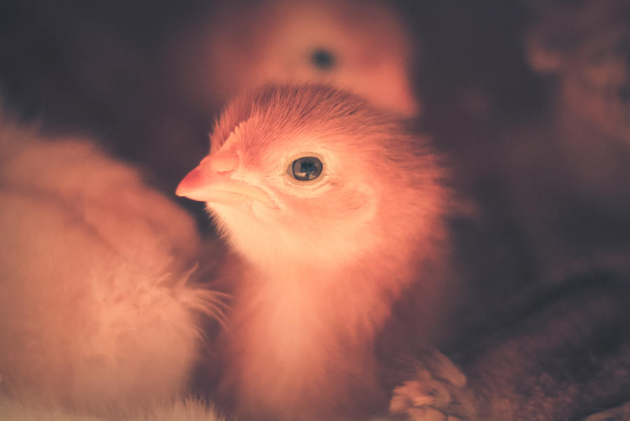 Baby Chick Photograph by Viviana  Nadowski