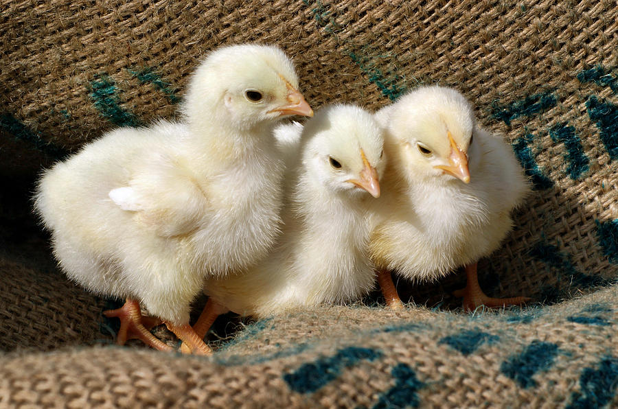 Baby Chicks Photograph by Sandy Keeton