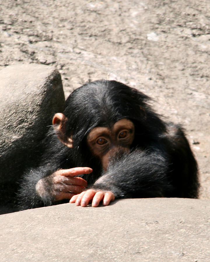 Baby Chimp Photograph by George Jones