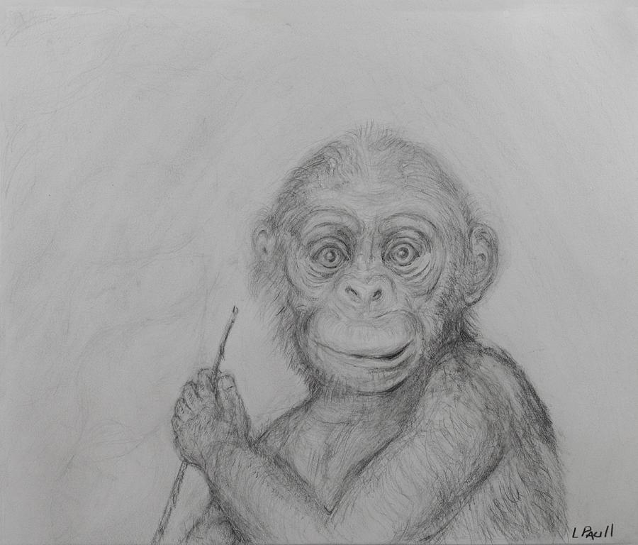 Baby Chimp Drawing by Lawrence Paull - Fine Art America