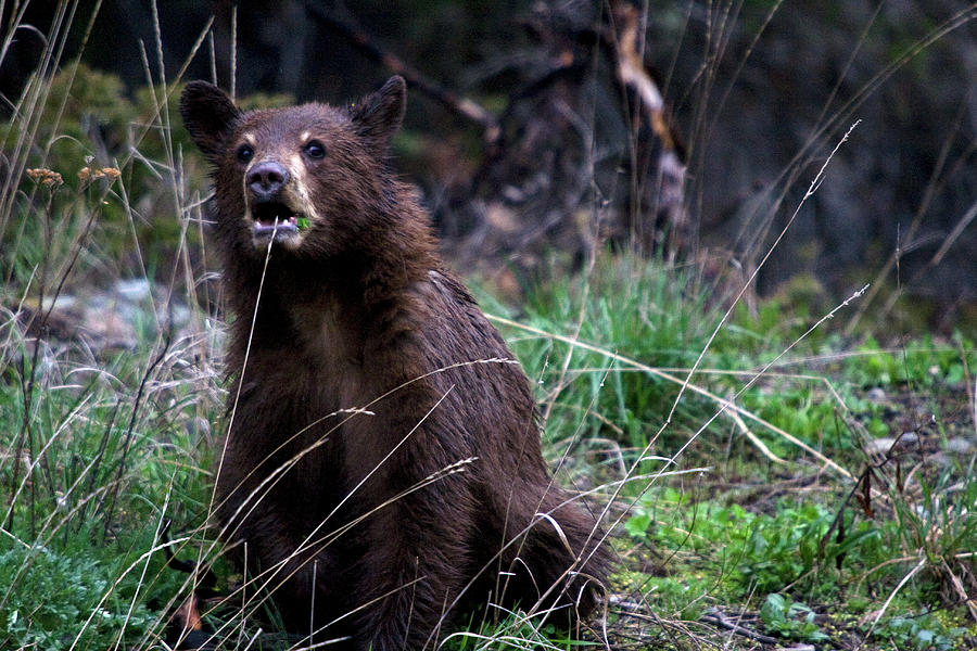 Baby Cinnamon Bear Photograph by Clinton Nelson Fine Art America