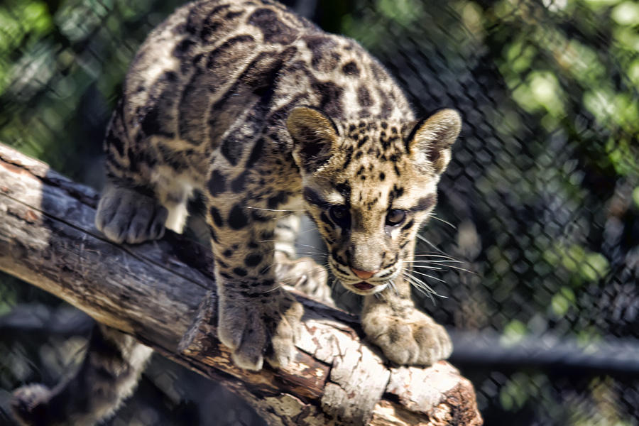 Baby Clouded Leopard Photograph by Brad Granger