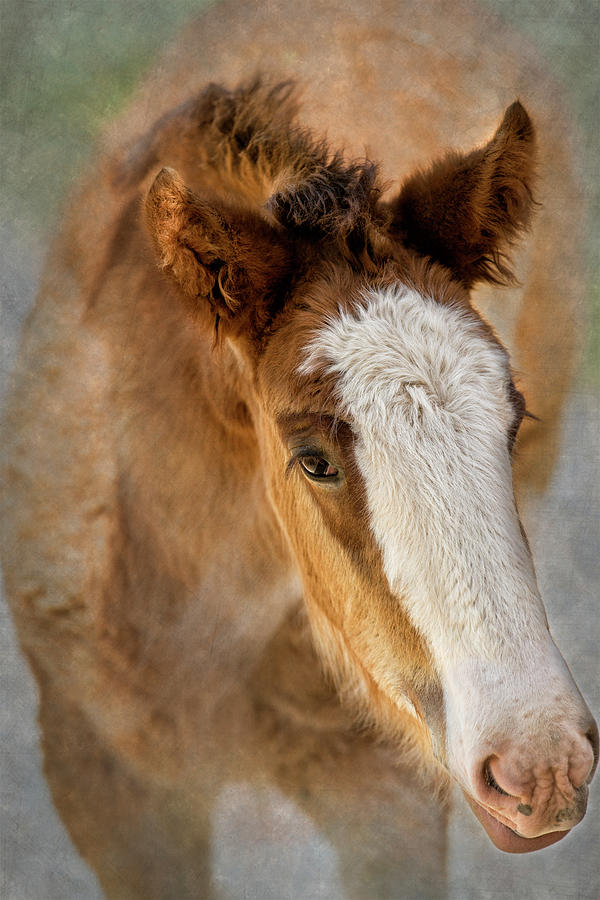 Baby Clydesdale Closeup Photograph by Bill and Linda Tiepelman