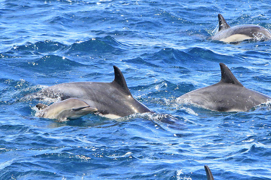 Baby Common Dolphin Photograph by Shoal Hollingsworth