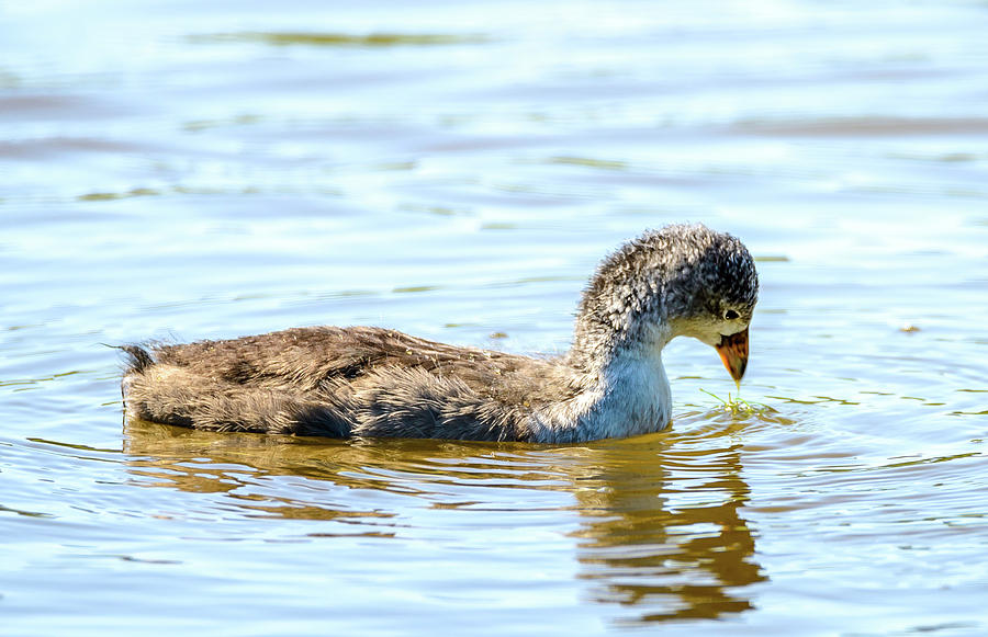 Baby Coot Photograph by Jerry Cahill