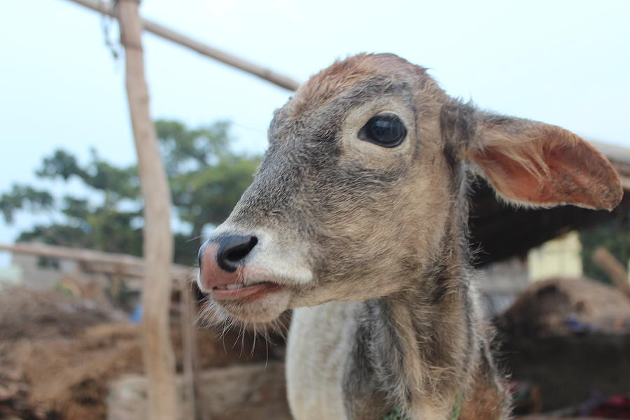 Baby Cow Cuteness, Vrindavan Photograph by Jennifer Mazzucco