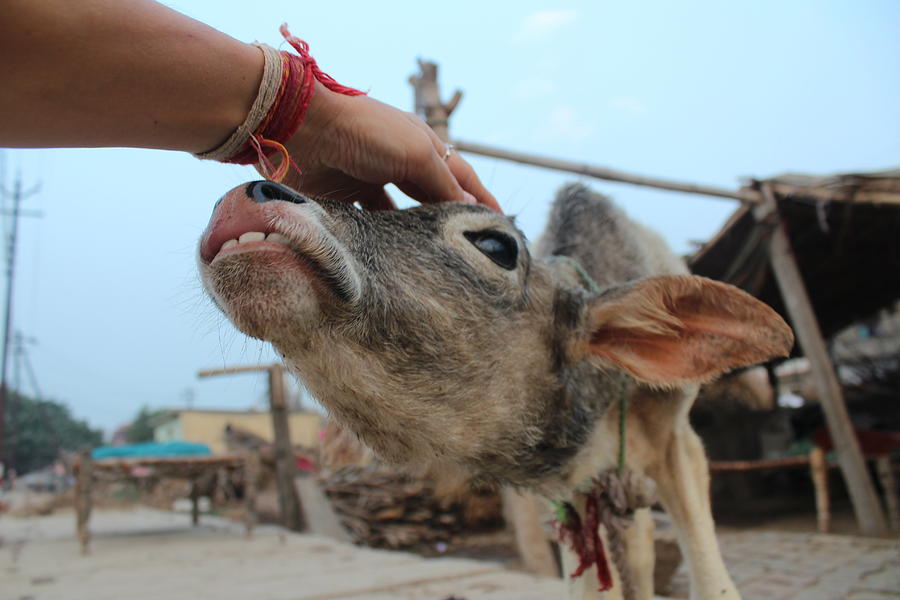 Baby Cow Teeth, Vrindavan Photograph by Jennifer Mazzucco