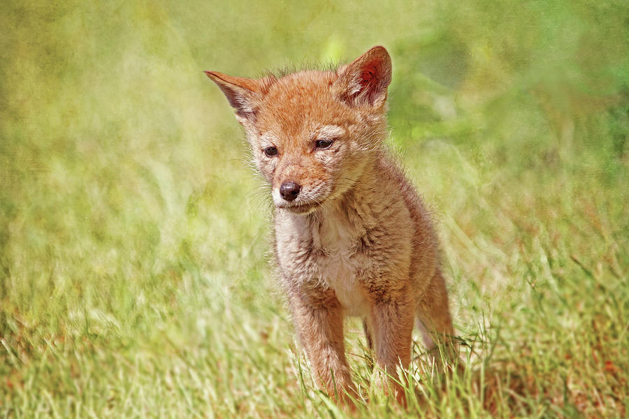 Baby Coyote Wild and Free Photograph by Peggy Collins