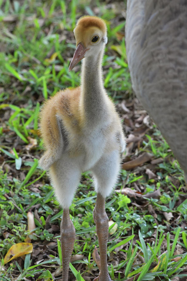 Crane Baby Canada