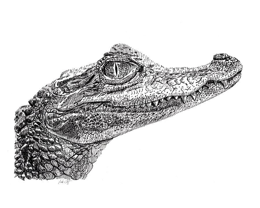 Baby Crocodile Drawing by DSC Arts