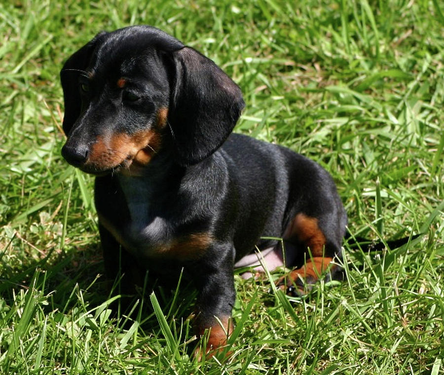 Baby Dachshund Photograph by Vincent Duis