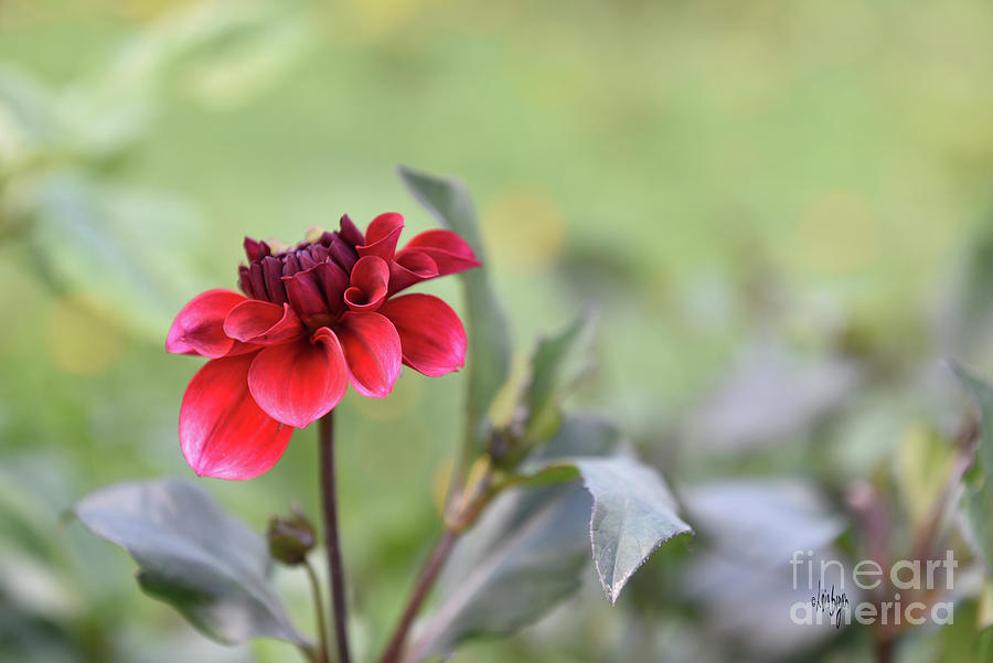 Baby Dahlia All Aglow Photograph by Lois Bryan