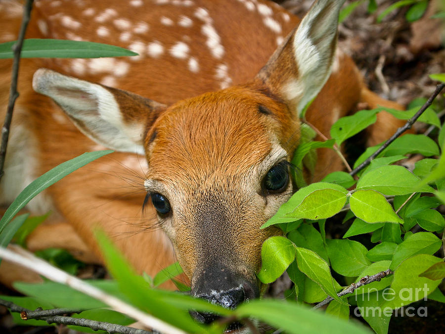 Baby Deer Photograph by Dan Wutkowski - Fine Art America