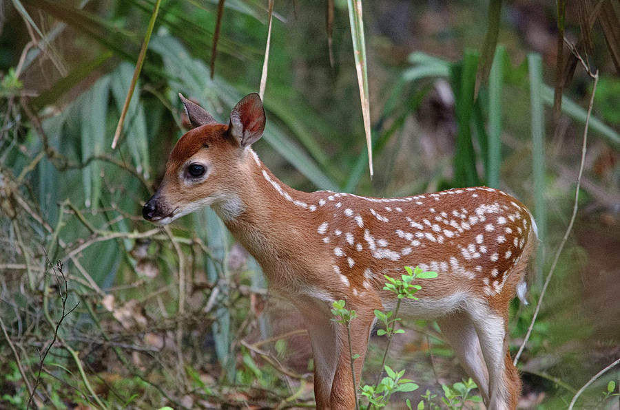 Baby Deer Photograph by James Petersen