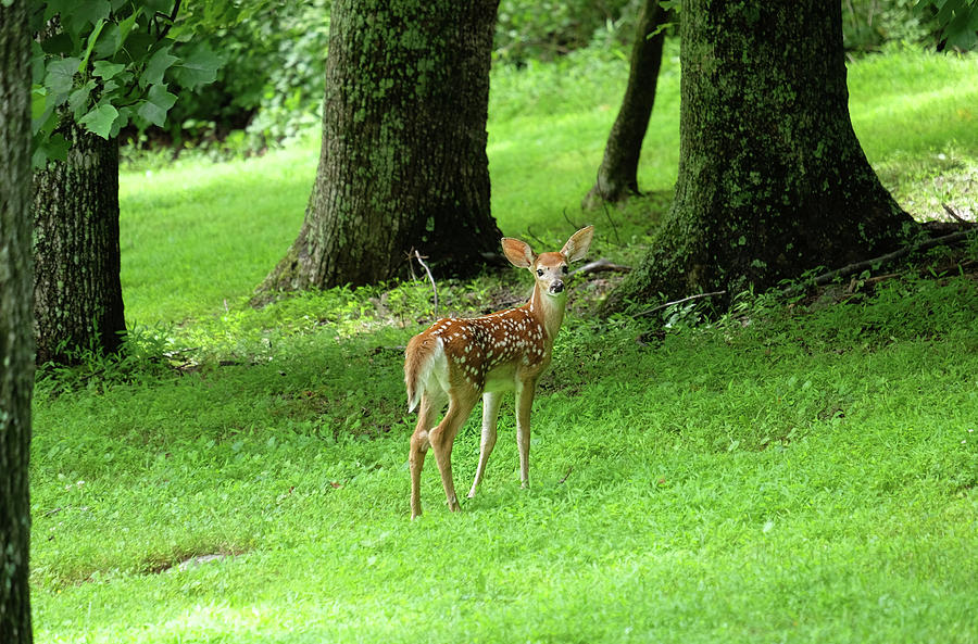 Baby deer Photograph by Ronda Ryan