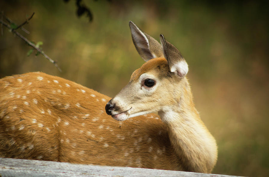 Deer Photograph - Baby Deer by Tyra OBryant