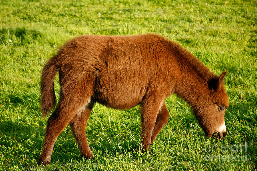 Animal Photograph - Baby donkey by Gaspar Avila