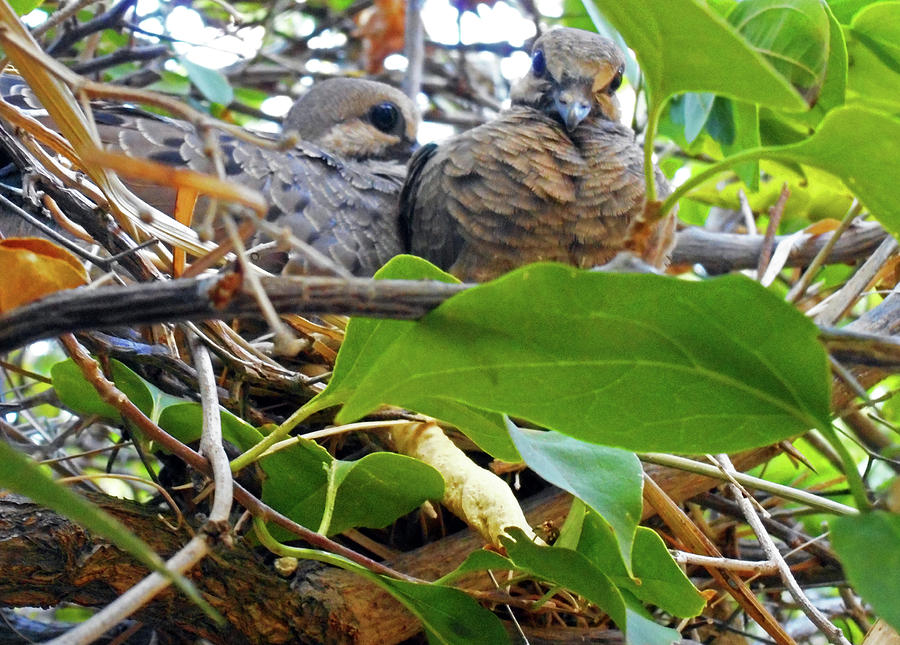 Baby Doves 1 Photograph by Ron Kandt