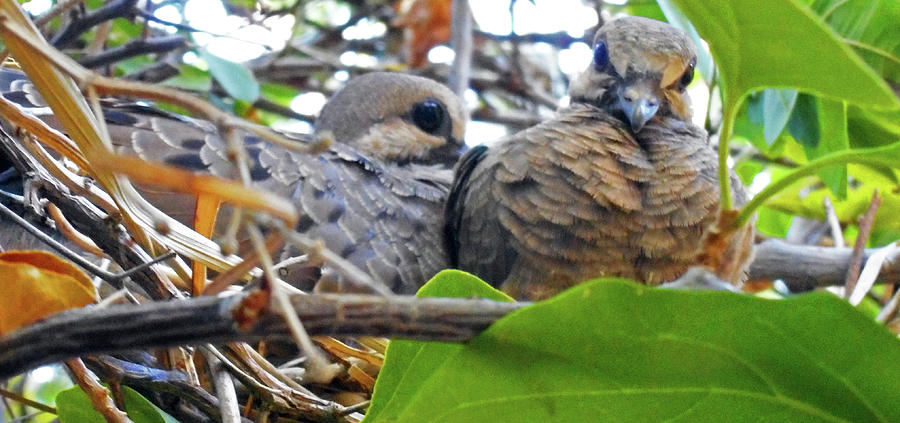 Baby Doves 2 Photograph by Ron Kandt