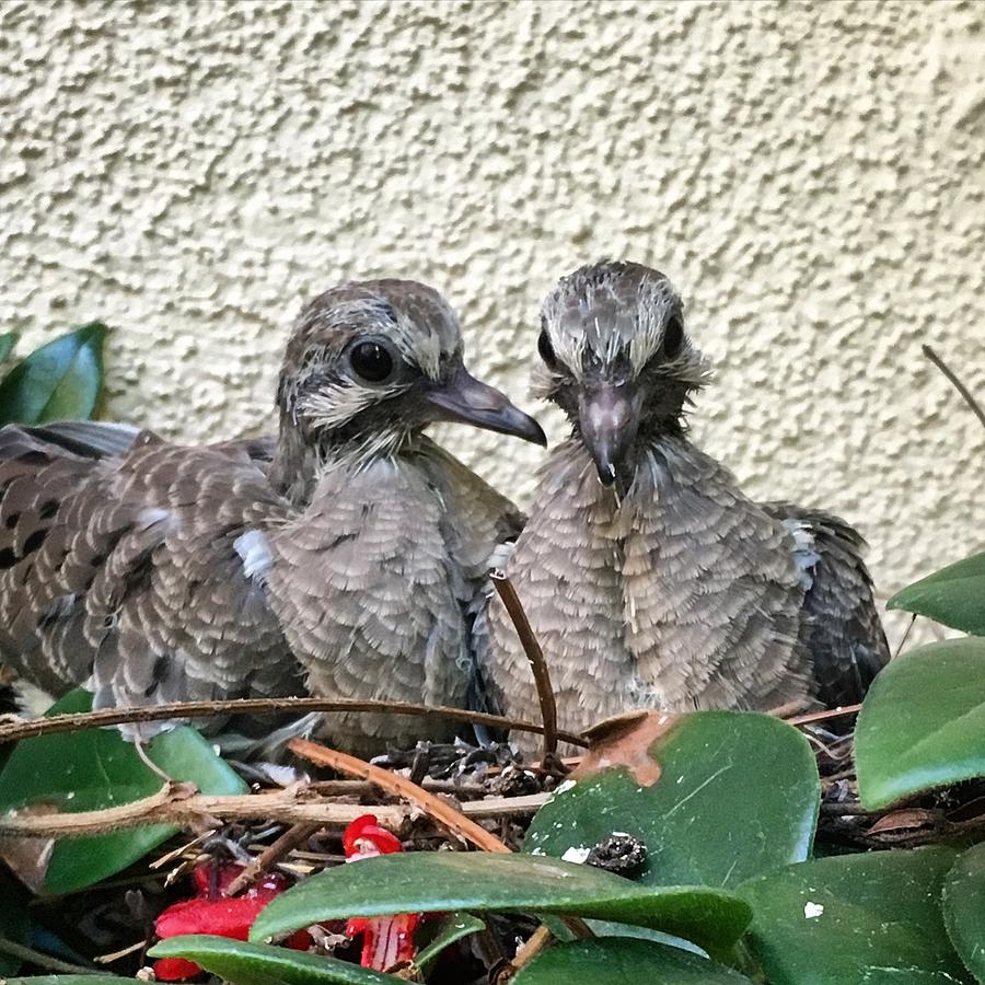 Baby doves Photograph by Eric Suchman