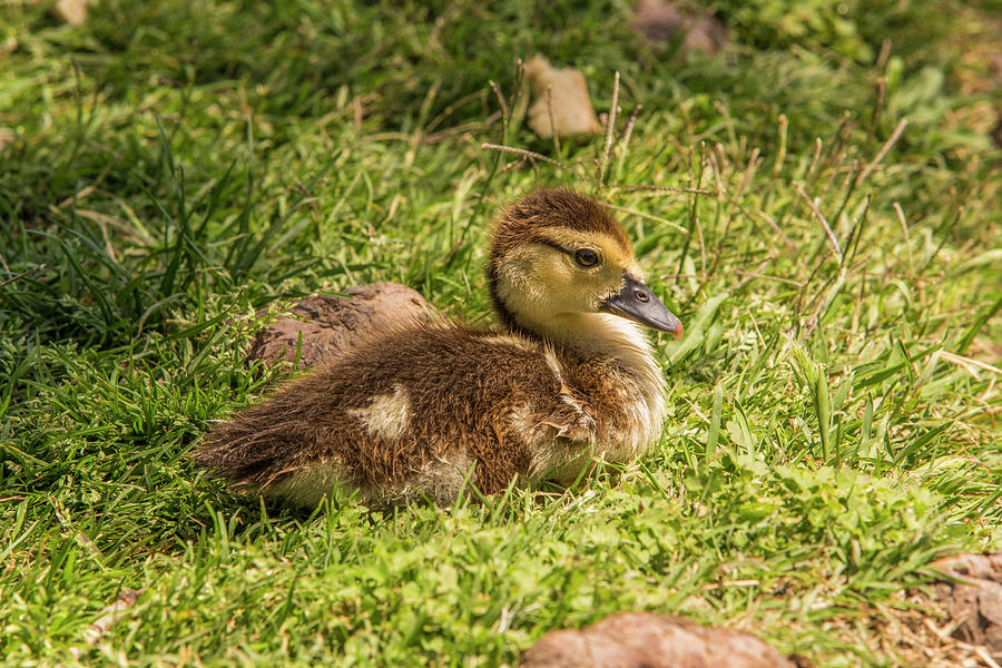 Baby Duck 2 Photograph by Jason Hughes