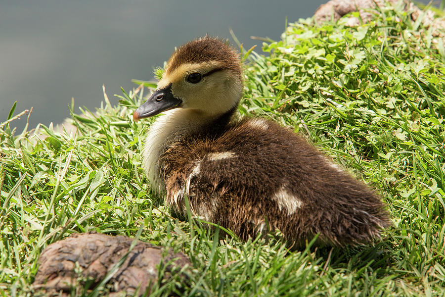 Baby duck by the water Photograph by Jason Hughes