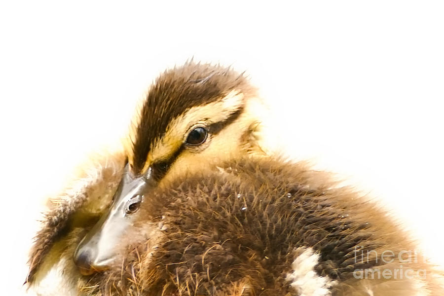Baby Duck Closeup Photograph by Beth Myer Photography