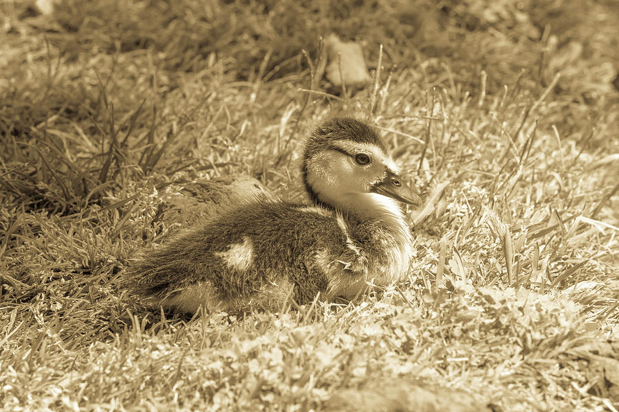 Baby duck Photograph by Jason Hughes