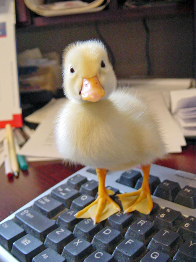baby-duck-on-keyboard-lorry-heverly.jpg